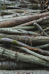 Coupe de bois de charme en forêt en hiver