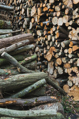 Coupe de bois en forêt en Ile-de-France