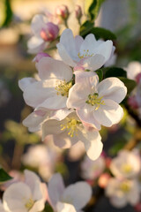 Fototapeta na wymiar Close up blossom branch with flowers and buds. Spring time. Blooming garden. Blossom tree.
