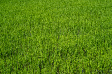 Obraz na płótnie Canvas Paddy field in country side. Paddy farm.