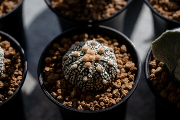 Astrophytum Asteria Super Kabuto cactus with akadama stone in pot.