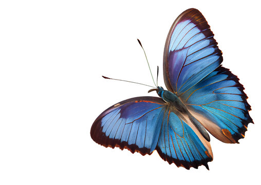 Rare, beautiful colored butterfly on a transparent background