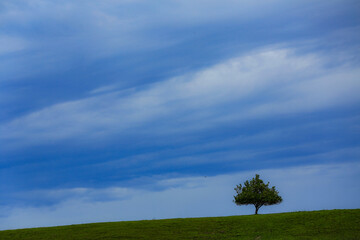 green field and sky