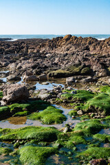 Naklejka premium Green algae on rocks