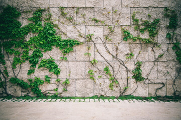 Square limestone wall and vine tree