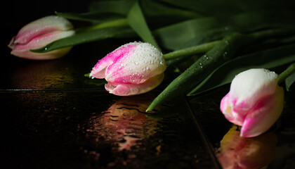 Różowy tulipan z łodygą i liśćmi w kroplami wody - obrazy, fototapety, plakaty