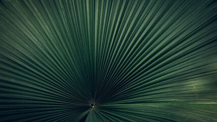 Close up striped of palm leaf texture and abstract background., Nature concept.Tropical Green leaves. dark tone..