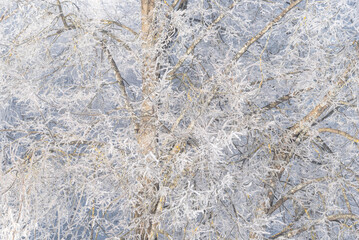 Natural magic background with tree branches covered with frost.