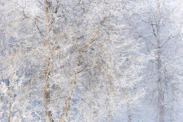 Natural magic background with tree branches covered with frost.