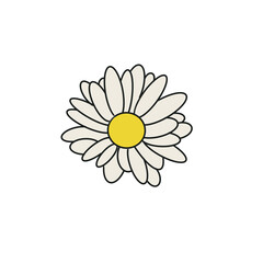 daisy flower isolated on white