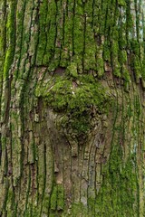 Obraz premium Closeup of tree trunk covered with moss