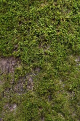Closeup of a tree trunk with lush green moss growing on its textured bark