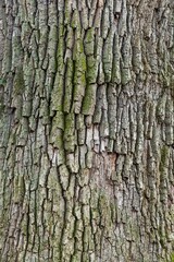 Obraz premium Closeup of tree trunk covered with moss