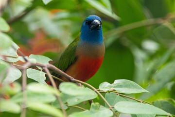 The pin-tailed parrotfinch is a common species of estrildid finch found in Southeast Asia