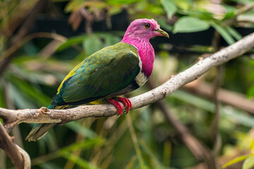 The pink-headed fruit dove (Ptilinopus porphyreus) also known as pink-necked fruit dove or Temminck's fruit pigeon, is a small colourful dove