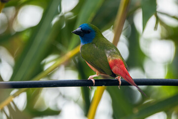 The pin-tailed parrotfinch is a common species of estrildid finch found in Southeast Asia