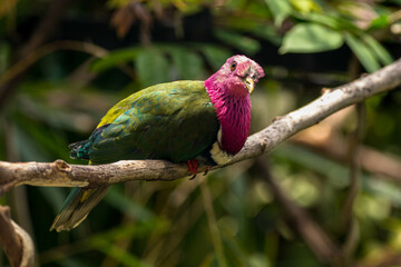 The pink-headed fruit dove (Ptilinopus porphyreus) also known as pink-necked fruit dove or Temminck's fruit pigeon, is a small colourful dove