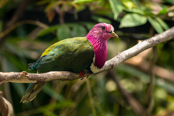 The pink-headed fruit dove (Ptilinopus porphyreus) also known as pink-necked fruit dove or Temminck's fruit pigeon, is a small colourful dove