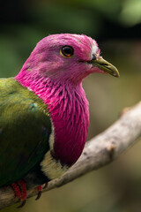 The pink-headed fruit dove (Ptilinopus porphyreus) also known as pink-necked fruit dove or Temminck's fruit pigeon, is a small colourful dove