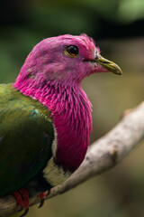 The pink-headed fruit dove (Ptilinopus porphyreus) also known as pink-necked fruit dove or Temminck's fruit pigeon, is a small colourful dove