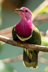 The pink-headed fruit dove (Ptilinopus porphyreus) also known as pink-necked fruit dove or Temminck's fruit pigeon, is a small colourful dove