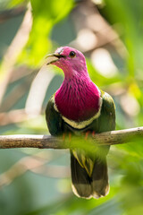 The pink-headed fruit dove (Ptilinopus porphyreus) also known as pink-necked fruit dove or Temminck's fruit pigeon, is a small colourful dove