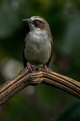 The thick-billed heleia, also known as the Flores white-eye, is a species of bird in the family Zosteropidae