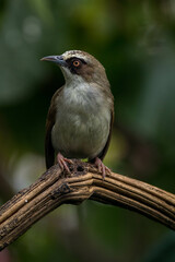 The thick-billed heleia, also known as the Flores white-eye, is a species of bird in the family Zosteropidae
