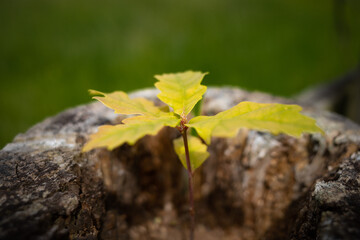 autumn leaves on the tree