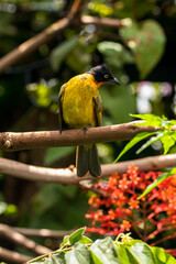 The yellow-vented bulbul (Pycnonotus goiavier), or eastern yellow-vented bulbul, is a member of the bulbul family of passerine birds