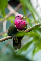The pink-headed fruit dove (Ptilinopus porphyreus) also known as pink-necked fruit dove or Temminck's fruit pigeon, is a small colourful dove