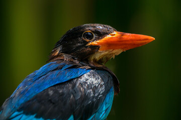 The Javan kingfisher (Halcyon cyanoventris), sometimes called the blue-bellied kingfisher or Java kingfisher