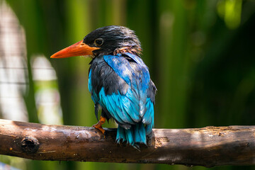 The Javan kingfisher (Halcyon cyanoventris), sometimes called the blue-bellied kingfisher or Java kingfisher