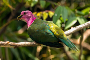 The pink-headed fruit dove (Ptilinopus porphyreus) also known as pink-necked fruit dove or Temminck's fruit pigeon, is a small colourful dove