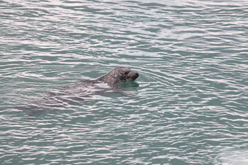 Fototapeta premium Seal Glacier Lagoon Joekulsarlon Iceland