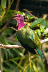 The pink-headed fruit dove (Ptilinopus porphyreus) also known as pink-necked fruit dove or Temminck's fruit pigeon, is a small colourful dove