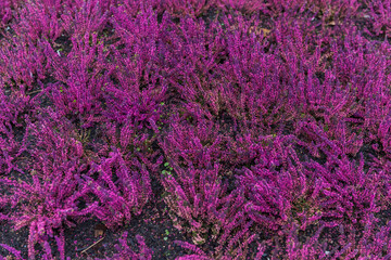 lavender field background
