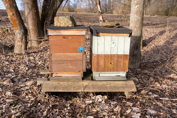 Bee hives in the forest.