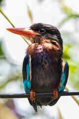 The Javan kingfisher (Halcyon cyanoventris), sometimes called the blue-bellied kingfisher or Java...