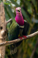 The pink-headed fruit dove (Ptilinopus porphyreus) also known as pink-necked fruit dove or Temminck's fruit pigeon, is a small colourful dove