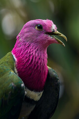 The pink-headed fruit dove (Ptilinopus porphyreus) also known as pink-necked fruit dove or Temminck's fruit pigeon, is a small colourful dove