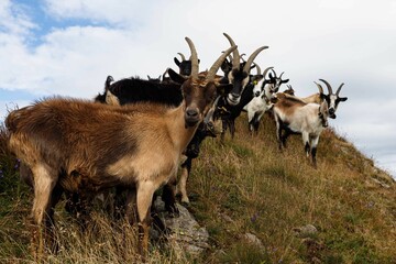 Naklejka na ściany i meble Herd of goats grazing on the green meadow