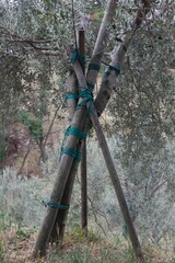 Rope tied around an olive tree and a wooden pole