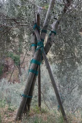 Photo sur Plexiglas Olivier Rope tied around an olive tree and a wooden pole
