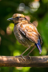 The Javan banded pitta (Hydrornis guajanus)