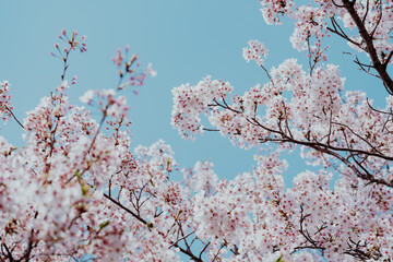 【春】青空の下の満開の桜の花　ソメイヨシノ	