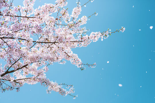Cherry blossoms in full bloom blowing in wind under the blue sky in spring, Nature or outdoor background, High resolution