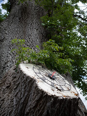 tree with clock face in the forest