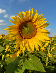 Sunflower in summer a closeup on blue sky in a sunny day with a natural background in the field. Ukraine country
