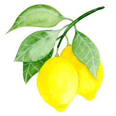  Isolated object-80, hand drawn, watercolour illustration. Lemon fruit with leaves, isolated on...